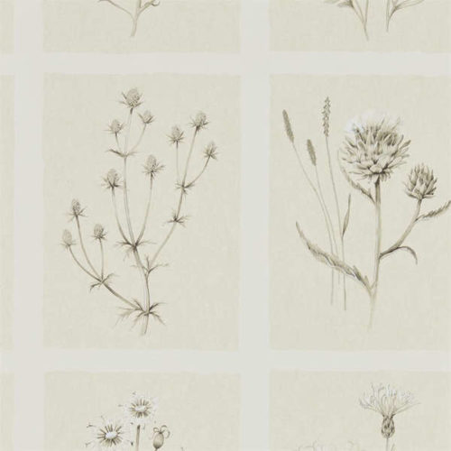 Little Thistles 216511
